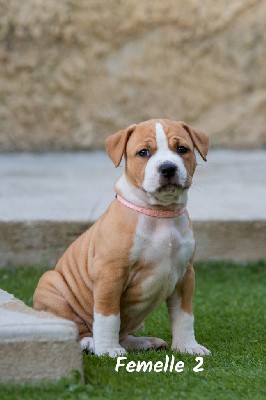 Gardien de Noumea - American Staffordshire Terrier - Portée née le 21/01/2022